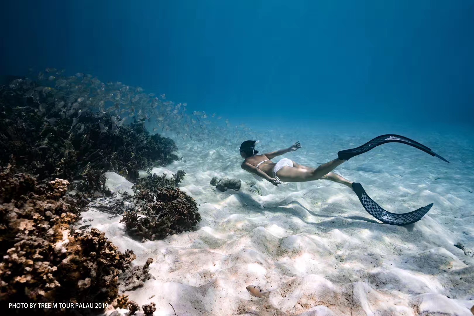 帕劳潜水旅游攻略,马尔代夫对比巴厘岛普吉岛帕劳