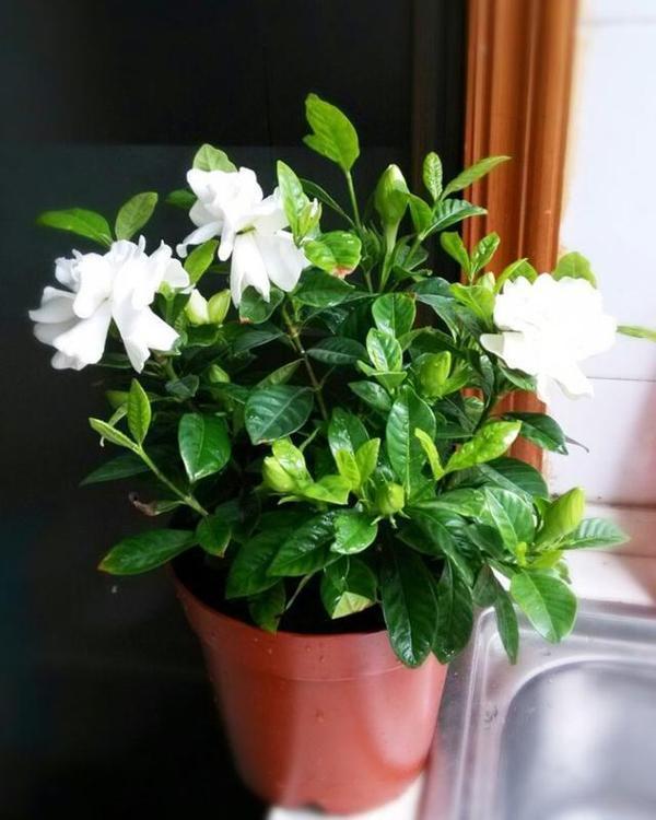 好养的花适合一年四季养室内水培,卧室养花怎么养好看又好养