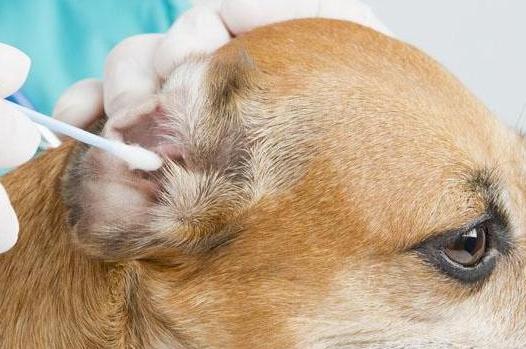 狗狗耳朵有异味发臭用什么药,狗狗耳朵发臭怎么办