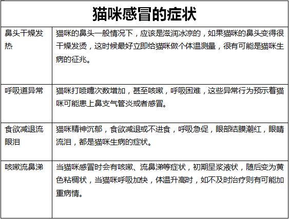 辟谣猫咪不能戴铃铛,辟谣猫咪真的没有九条命