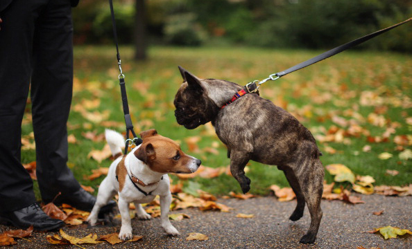 被宠坏的狗狗的表现,防止狗狗生气咬人的办法