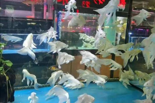 天津中环花鸟鱼虫水族批发市场,天津中环花鸟鱼虫市场现在开了吗