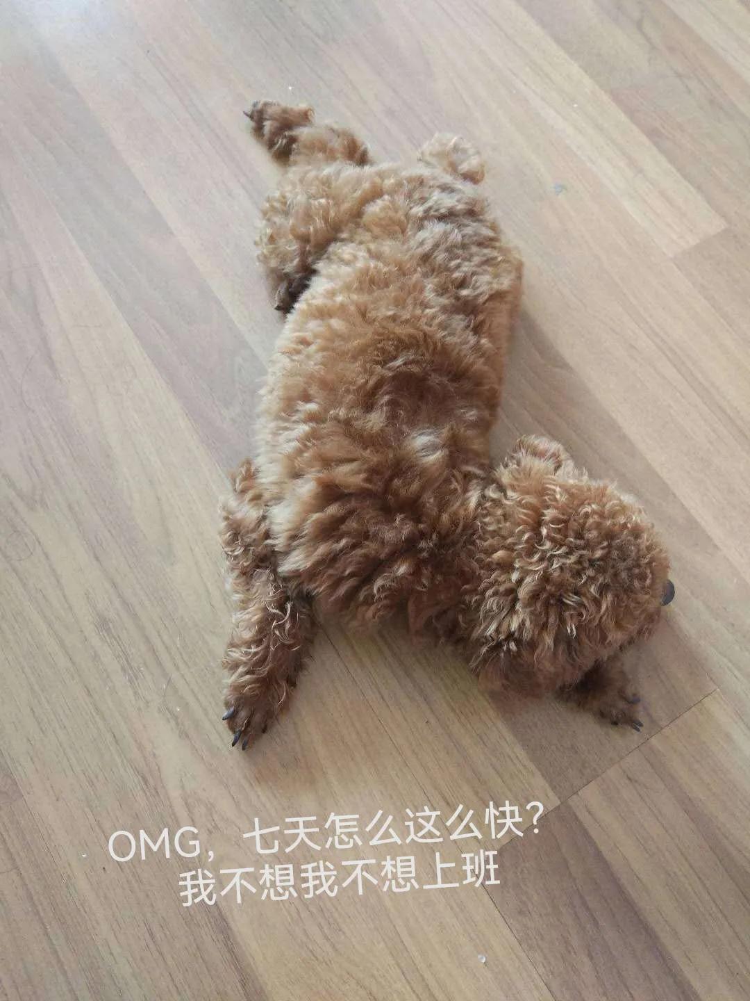 国庆七天乐毕福剑主持,国庆七天乐已经正式拉开帷幕