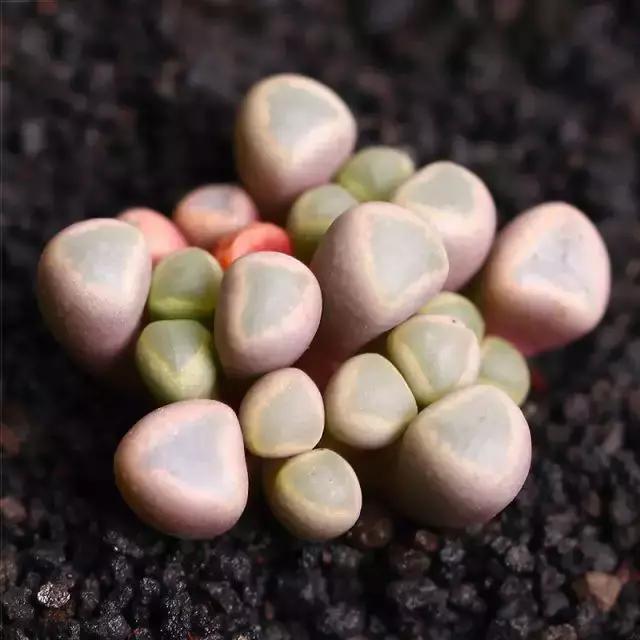 推荐轻松玩转100种常见多肉植物,700种多肉植物图鉴pdf百度云