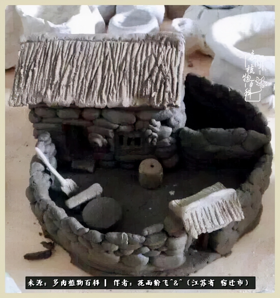 我家老臧：从反对到爱屋及乌的多肉守护人