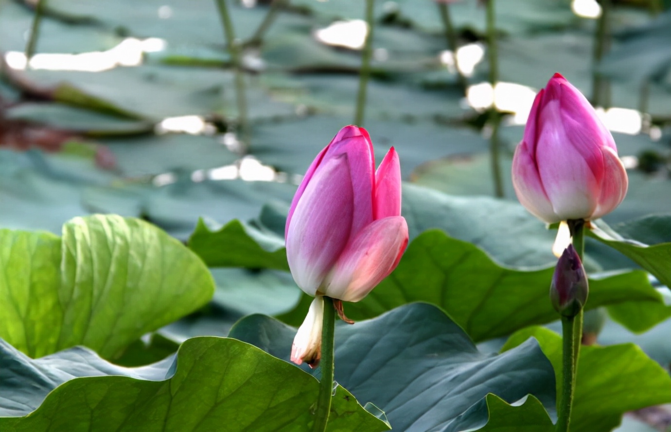 出淤泥而不染濯清涟而不妖原文,出淤泥而不染濯清涟而不妖行书