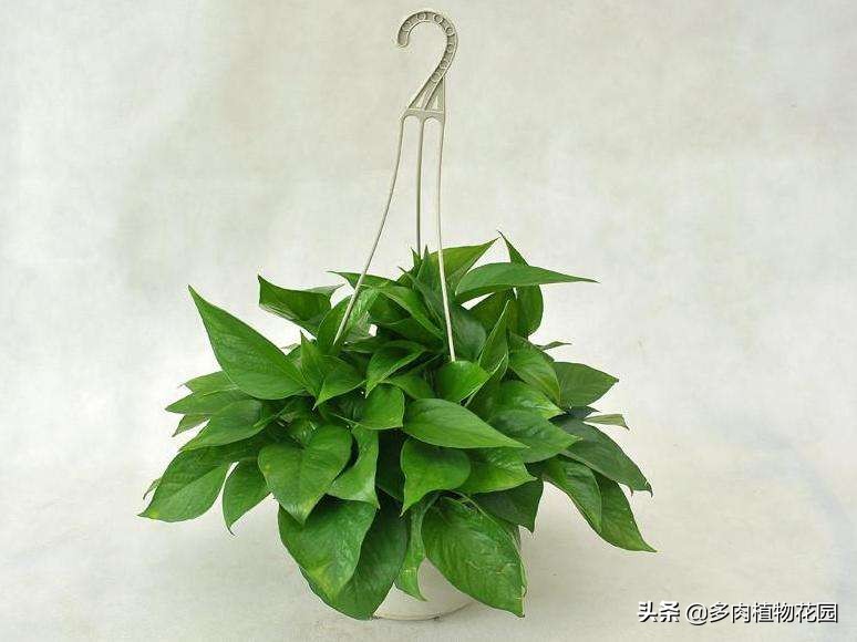 绿萝老是养死是什么原因,绿萝养护方法注意事项