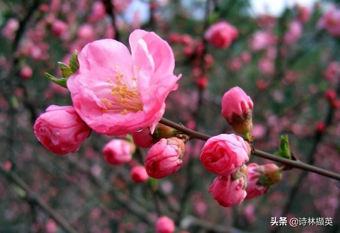 描写景物的作文素材句子,借春天的景物描写冬天的诗句