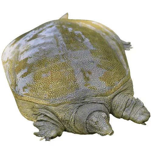 人工养殖的甲鱼怎样养活得时间长,人工饲养的甲鱼与野生甲鱼