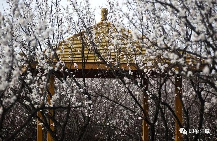 晋城哪里可以春游,晋城附近春游景点