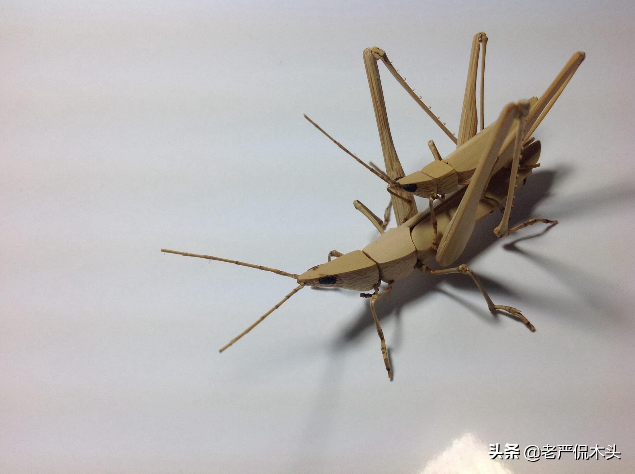 昆虫标本树脂竹节虫,昆虫标本制作竹节虫