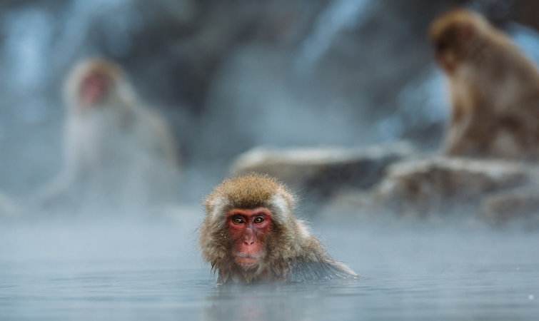 日本猴子也泡温泉?真是活得不如猴啊