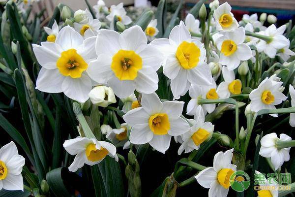 水仙花怎么养才能养得好,水仙花怎么养才能养得茂盛点