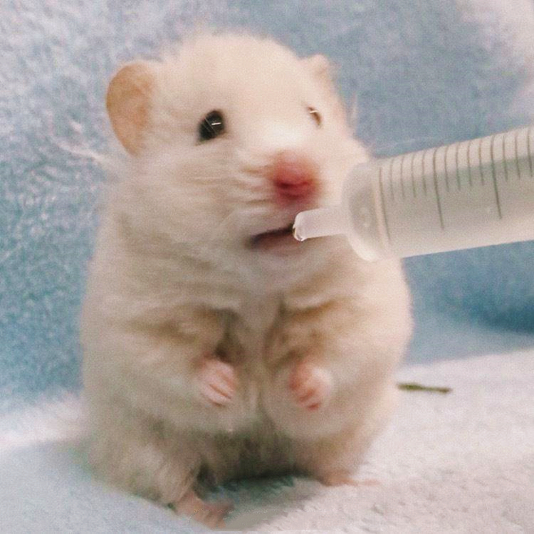 仓鼠爱上肥宅快乐水，喝了一口后还想喝，此时主人果断拒绝了