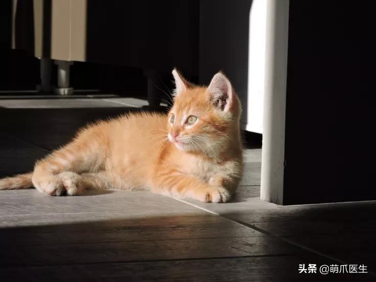 猫咪皮肤有黑斑点还很容易掉毛,猫咪身上有黑色斑点是怎么回事