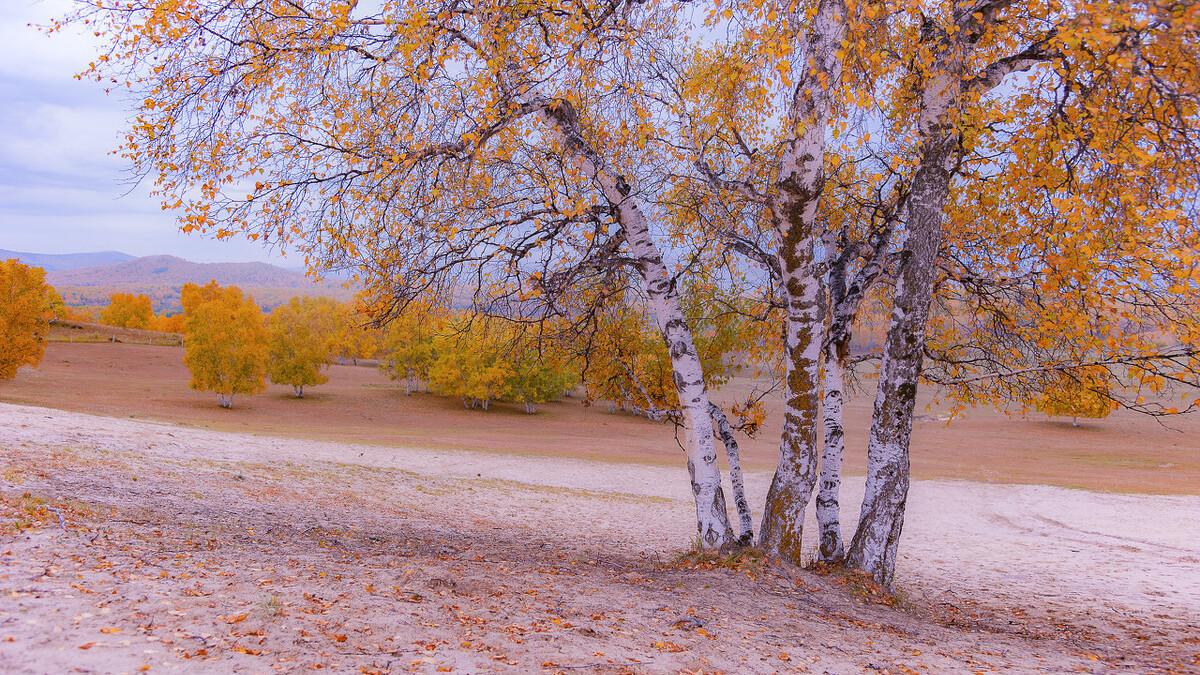 晓晴寒未起，霜叶满阶红。霜降时节，读古诗词，邂逅时光里的暖