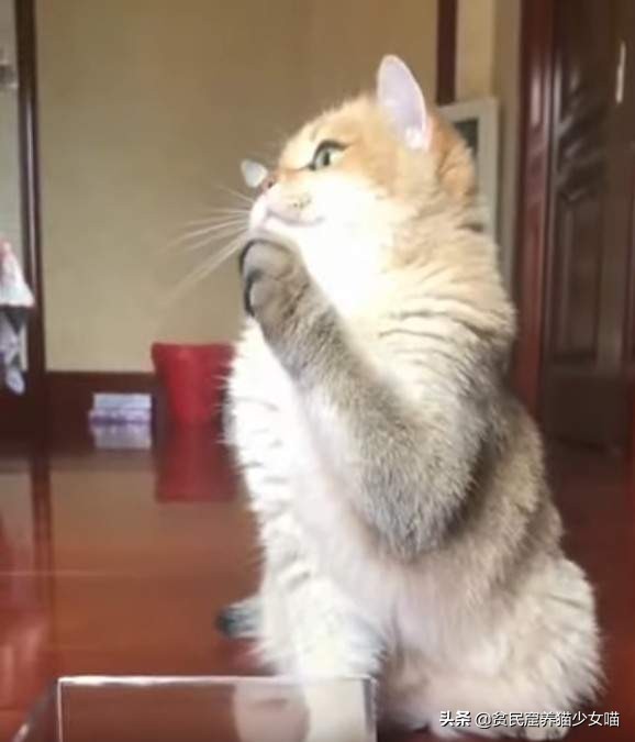 濂藉鐨勭尗鍜捇杩涚洅瀛愰噷,濂藉鐚挭閽诲叆鑽変笡宸ㄦ礊