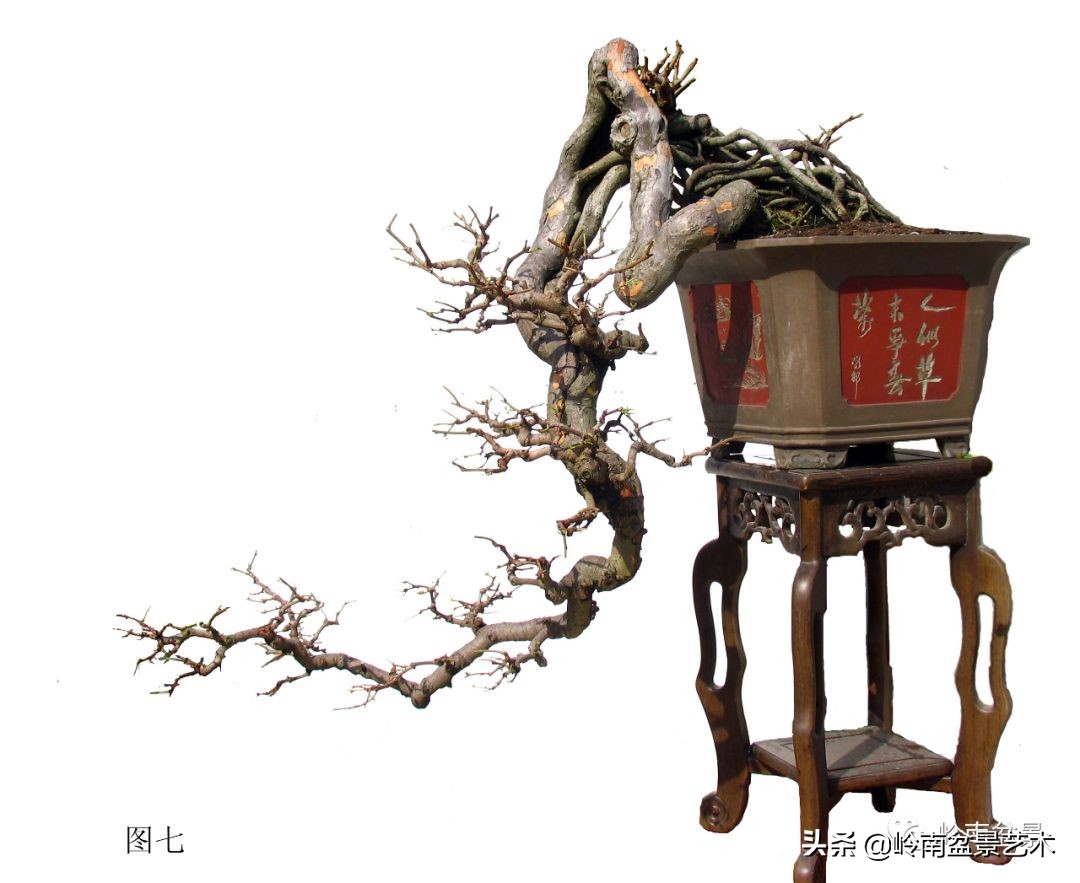 岭南盆景造型技术视频,岭南盆景极品成型图片