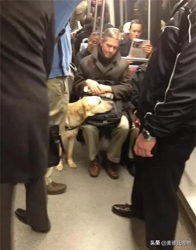 导盲犬被踩了也不敢出声怎么办,导盲犬在地铁压到脚原视频