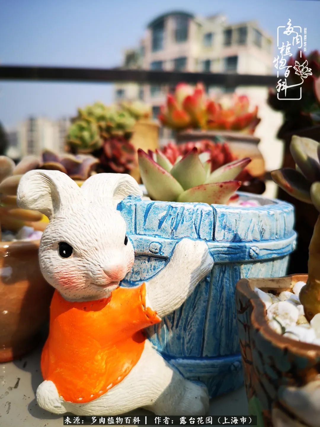 这6种多肉又粉又可爱萌翻少女心,粉粉萌萌的多肉有哪些