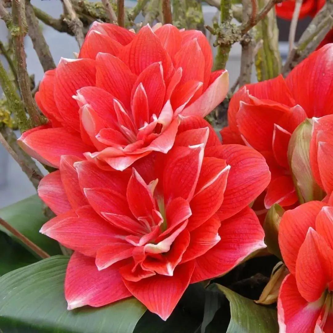 老北京歇后语无依无靠,老北京骂人的歇后语