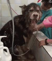 为啥狗去宠物店洗澡就老实了,狗为什么要去宠物店洗澡