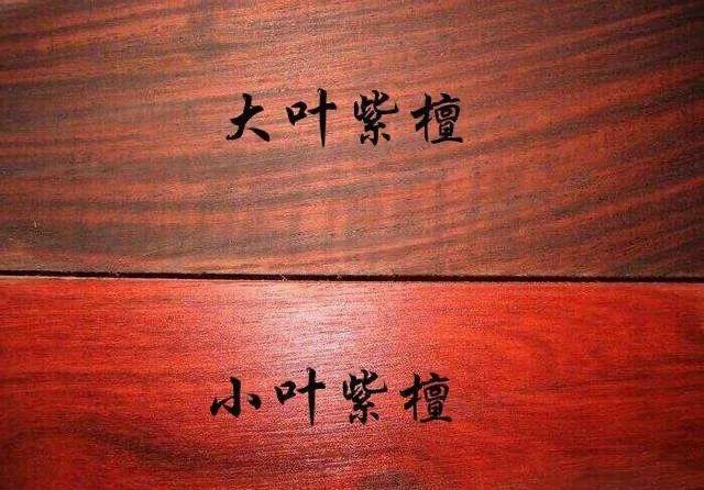 红木知识大叶紫檀,红木知识介绍视频