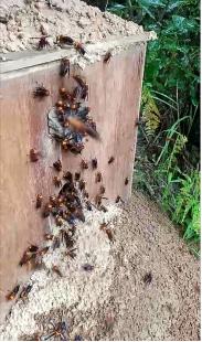 罗源县胡蜂,福州罗源胡蜂养殖基地