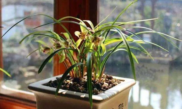 兰花施肥方法及用量,兰花施肥用量最简单操作方法