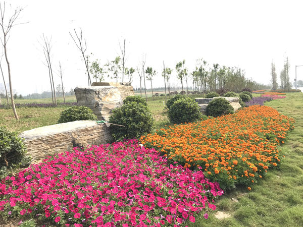 百花齐放迎盛世华夏崛起在今朝,花团锦簇万众瞩目