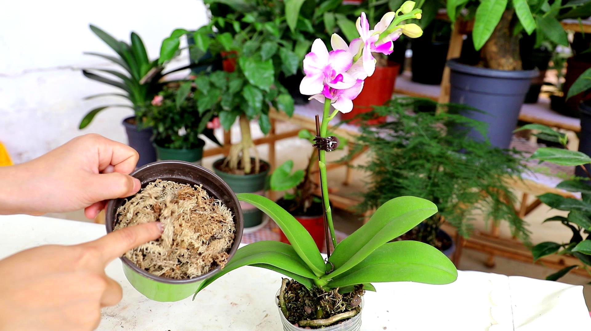 蝴蝶兰花开败了要扔掉吗,蝴蝶兰花谢了就扔