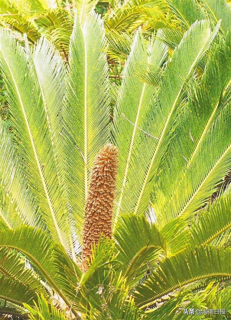 它是名符其实的海南“老铁”,堪称“植物界的活化石”