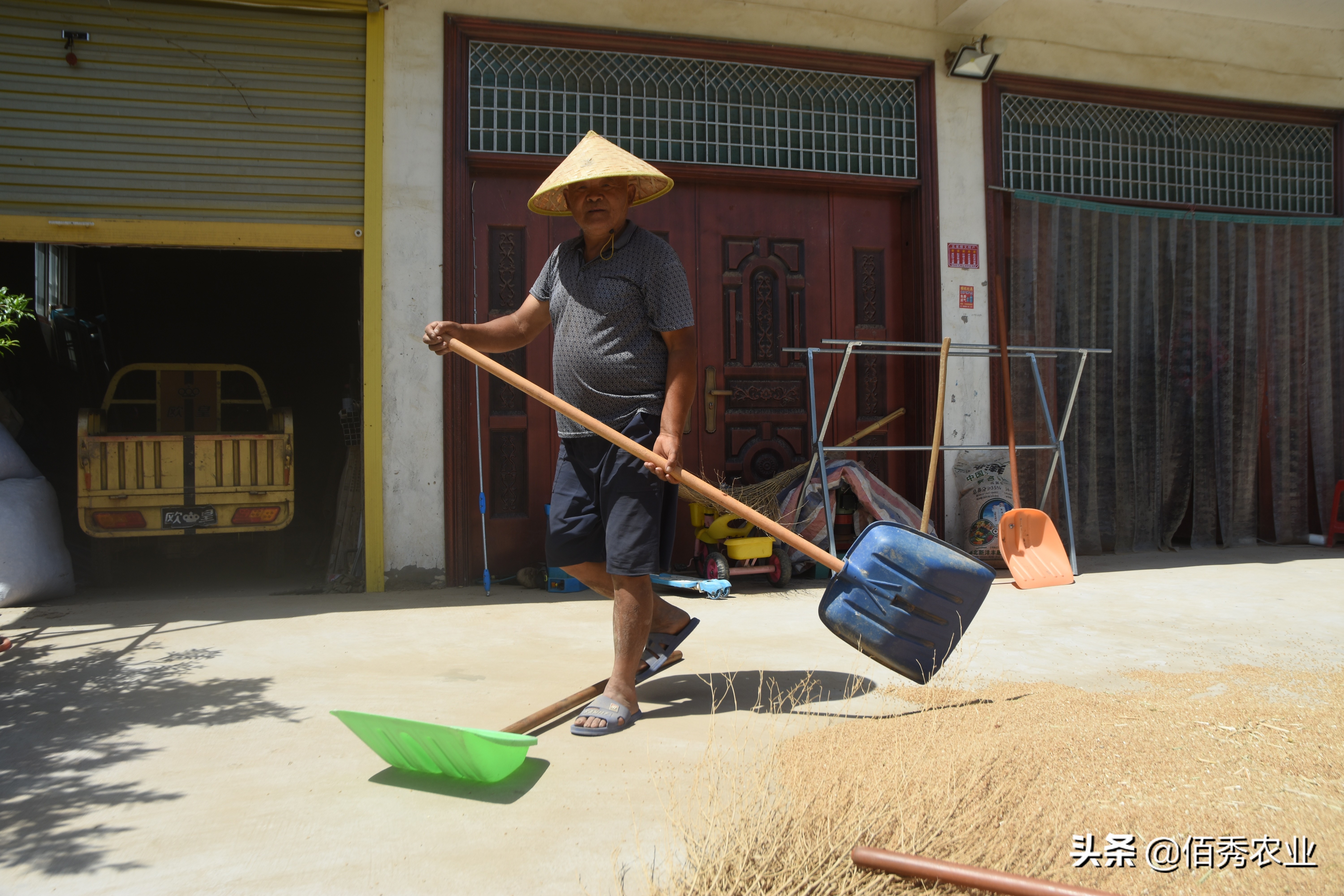 小麦田间杂草如何防治,小麦常见病防治方案
