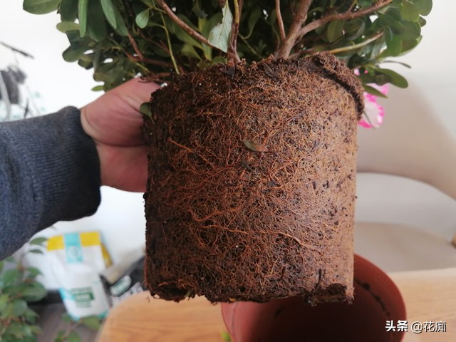 杜鹃花出现干枝什么原因,杜鹃花干枝是怎么回事