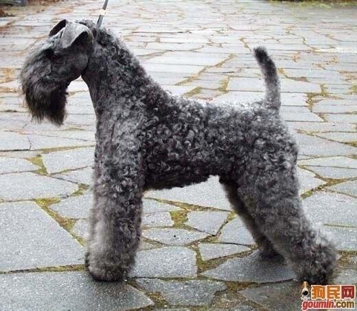 狗狗大全,送给喜欢狗的人）