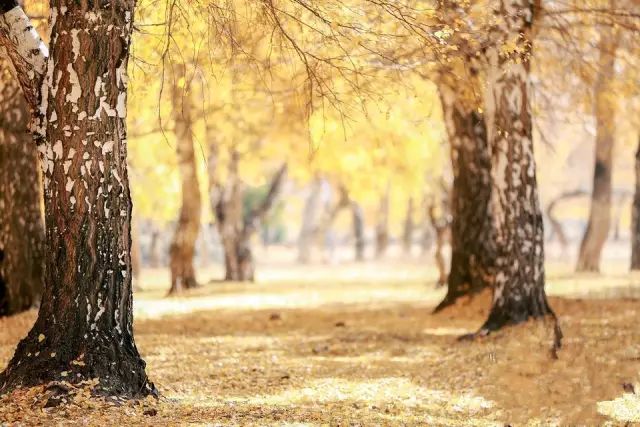 阿勒泰秋天有多美,秋天的新疆阿勒泰太美