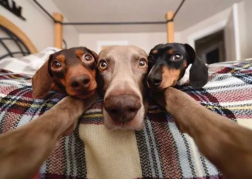 关于狗狗的10个“冷知识”，很多铲屎官都不知道