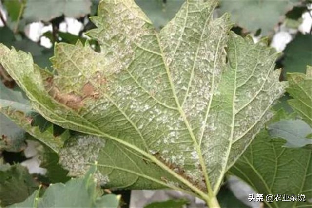 葡萄霜霉病的防治技术,防治葡萄霜霉病特效药根部用药