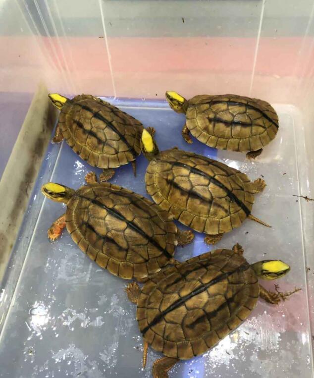 龟养死了还可以再养吗,龟死了带回家好吗