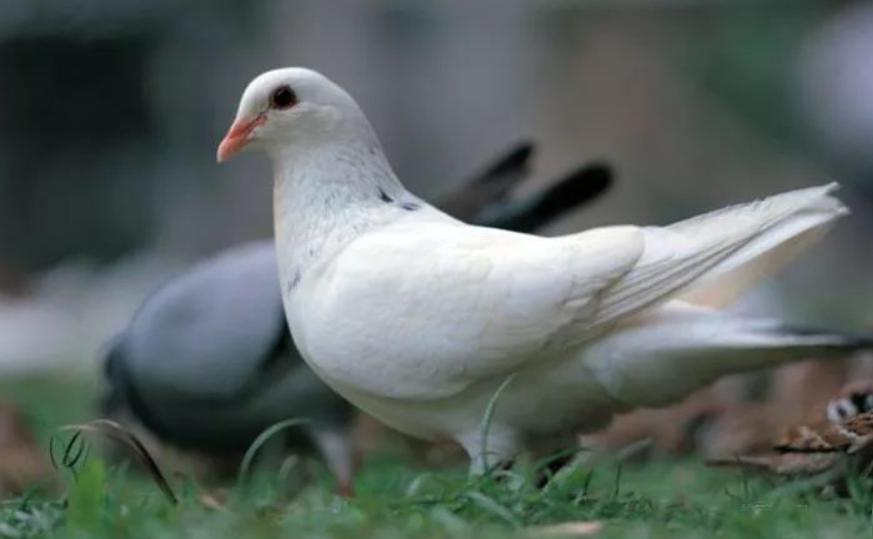 赛鸽不飞是什么原因,赛鸽黑舌头怎么调理