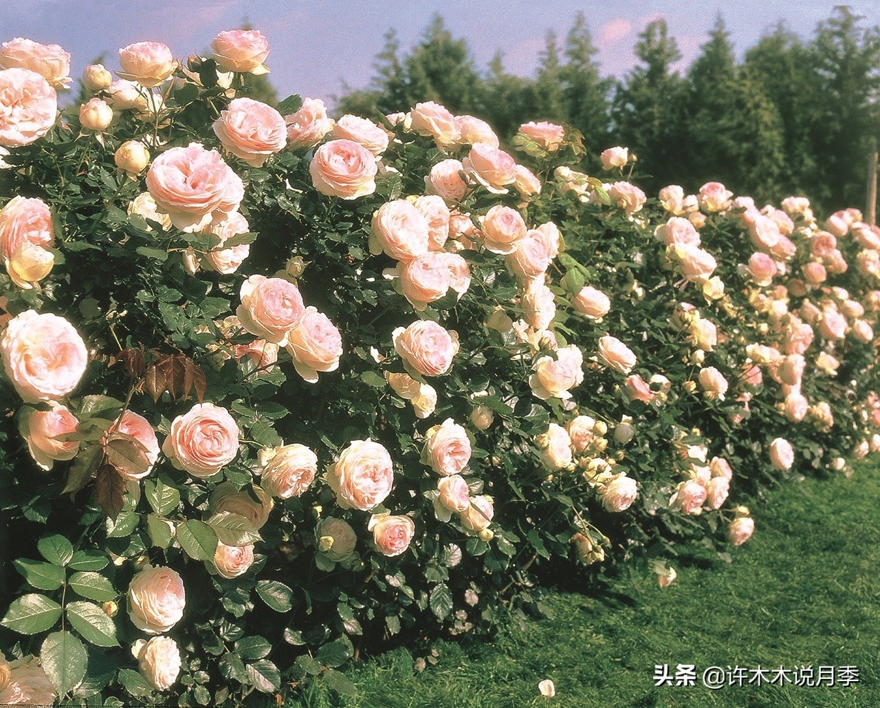 最好种植的藤本月季，种下一颗小苗，收获一片花海