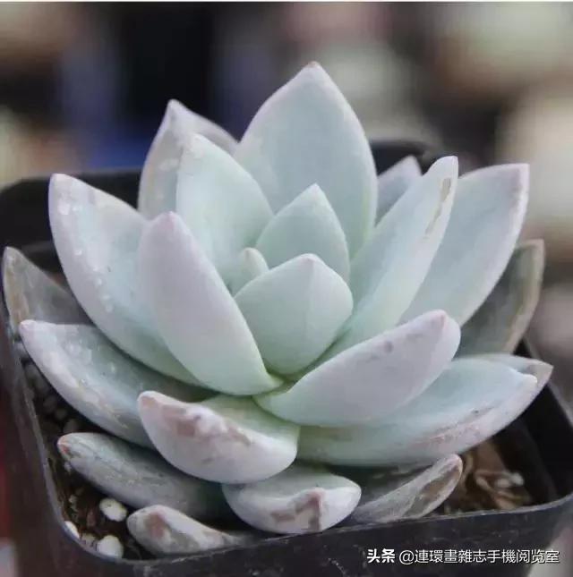 365种多肉图谱大全,365种鲜花图册大全