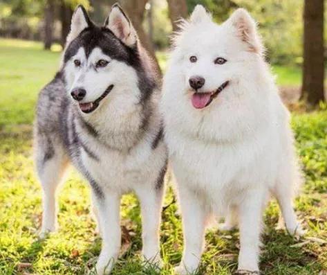 狗狗出门兴奋的解决方法,狗狗出门很兴奋乱叫怎么办