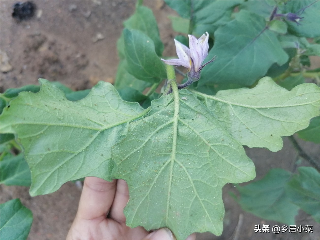 茄子生根壮苗用什么药,茄子开花期需要注意哪些病虫害