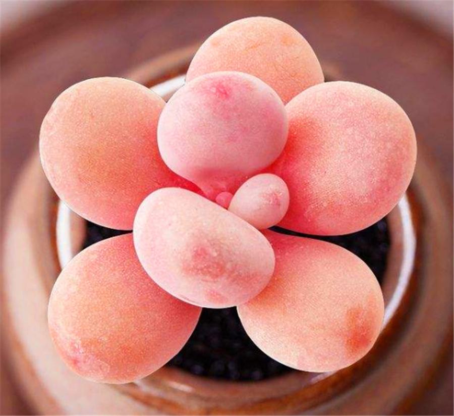 桃蛋叶片黑腐的原因是什么,桃蛋叶片化水怎么处理