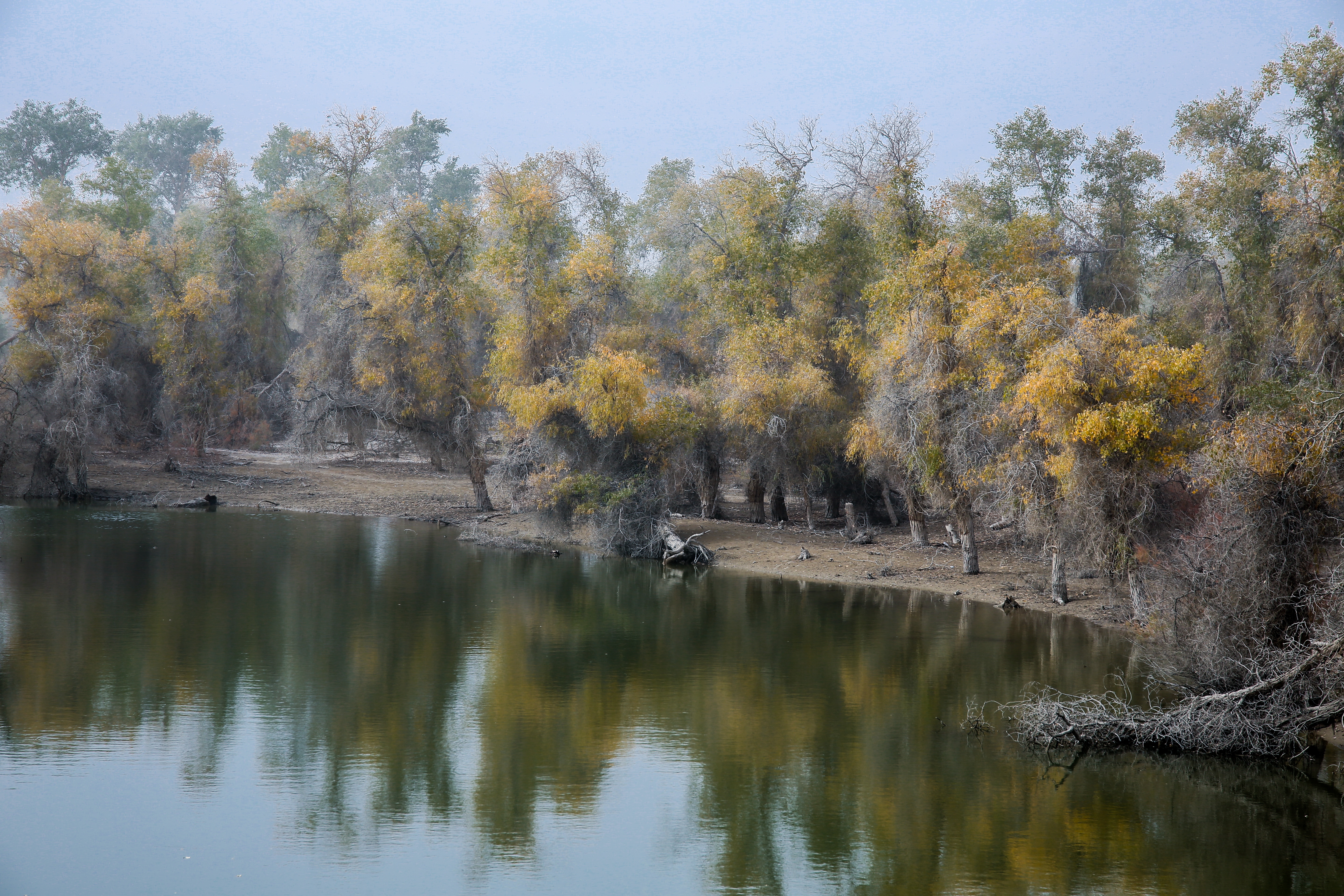 新疆南疆的胡杨,新疆沙雅胡杨林