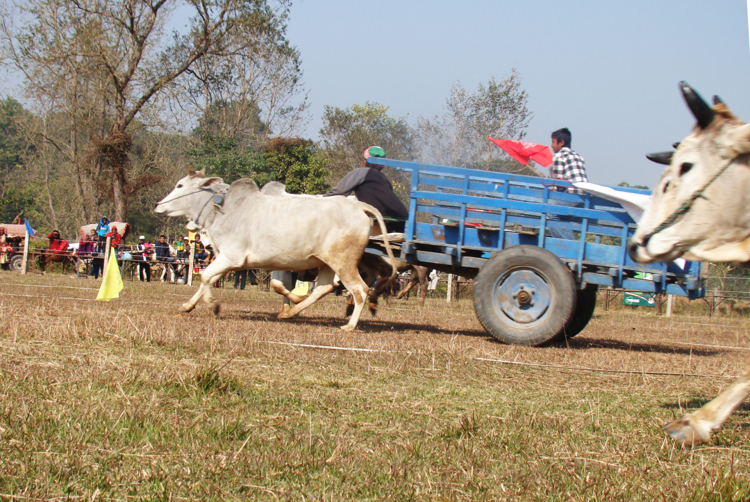 大象足球大赛,大象足球赛