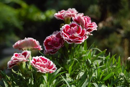 盘点世界各国国花你最喜欢哪种,盘点各国国花