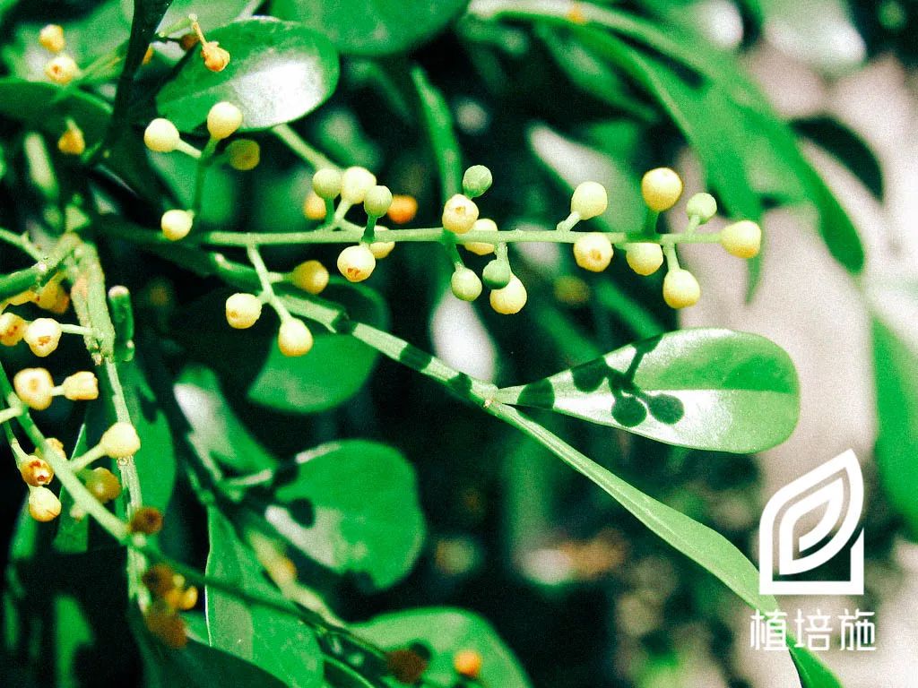 米兰繁殖栽培技术,米兰种植技术图解