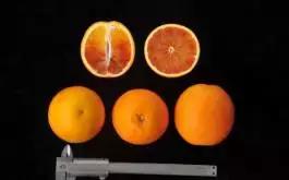 柑橘新优优缺点,设施柑橘新品种优缺点